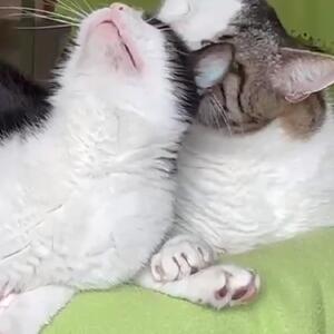 Anna-Lena & Milo 🍀🥰 suchen zusammen ein Zuhause. 
Milo (getigert auf wei&szlig;) ist der Menschen zugewandte von den beiden, Anna-Lena (schwarz/ wei&szlig;) braucht Zeit um vertrauen zu finden. 
In unseren Highlights bei den Katzen findet ihr auch einen Steckbrief von den beiden. 🍀

Wer das innige Paar mal kennenlernen m&ouml;chte, kann sich gerne per Mail im Tierheim Hochtaunus melden. 

#tierheimhochtaunus #tierheim #zuhausegesucht #oberursel #tierheimkatzen