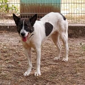 Caine. 🍀Zuhause gefunden🍀

Name: Caine
Rasse: Mischling
Geschlecht: m&auml;nnlich kastriert
Geboren: 28.09.2022
Im Tierheim seit: 18.07.2026

Mehr Infos zu Caine findet ihr auf unserer Homepage. 

Anfragen zu den Tieren bitte nur per Mail!

#tierheim #tierheimhochtaunus #zuhausegesucht #tierheimhund #oberursel
