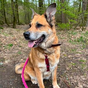 Zuhause gesucht f&uuml;r H&uuml;ndin Bella. 🍀

Name: Bella
Rasse: Sch&auml;ferhund-Mischling
Geschlecht: weiblich kastriert
Geboren: 09.03.2015
Im Tierheim seit: 05.08.2026

N&auml;here Infos zu Bella findet ihr auf unserer Homepage. 

Bitte anfragen zum Tier nur per Mail!

#tierheim #tierheimhochtaunus #zuhausegesucht #tierheimhund #oberursel