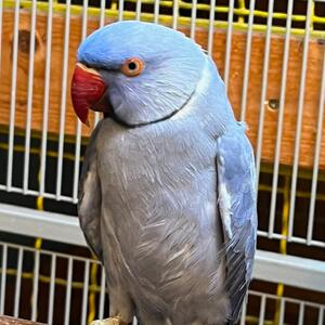 Zuhause gesucht f&uuml;r Karl 🍀

Name: Karl
Rasse: Halsbandsittich
Geschlecht: m&auml;nnlich
Geboren: nicht bekannt
Im Tierheim seit: 24.07.2026

Mehr Infos zu Karl findet ihr auf unserer Homepage.

Anfragen zu den Tieren bitte nur per Mail!

#tierheim #tierheimhochtaunus #zuhausegesucht #tierheimtiere #oberursel