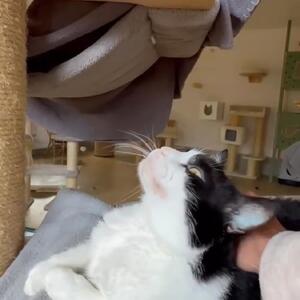 Auch Anna-Lena taut jetzt langsam auf 🍀🥰 mitunter dank der tollen Arbeit unserer Katzenschmuser 🥰Anna-Lena & Milo sind gemeinsam auf der Suche nach einem neuen Zuhause.🍀

Mehr Infos zu Anna-Lena & Milo findet ihr auf unserer Homepage.🍀

Anfragen zu den Tieren bitte nur per Mail!

#tierheimhochtaunus #oberursel #tierheim #zuhausegesucht #tierheimkatzen