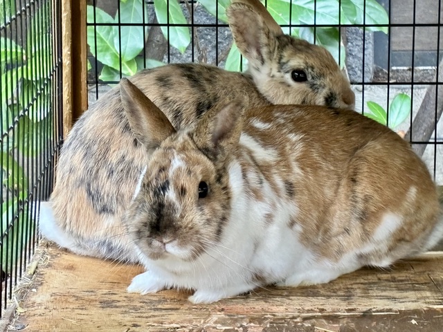 Kaninchen