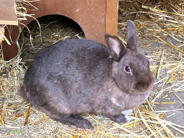 Kaninchen 2
